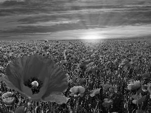 west, sun, Red, papavers, Field