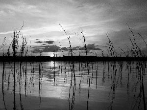 west, sun, grass, woods, lake