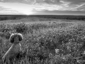 west, sun, lupine, dog, Meadow