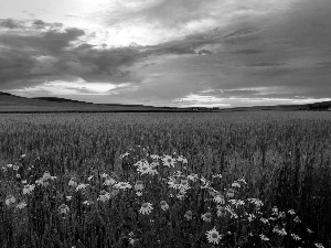 camomiles, Field, west, sun, Mountains, corn