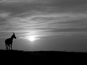 west, sun, Antelope, clouds, savanna