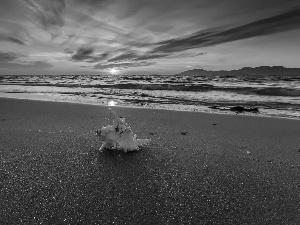 sea, Beaches, west, sun, Waves, shell