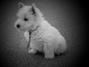 dog, West Highland White Terrier