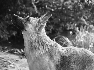 sheep-dog, dog, wet