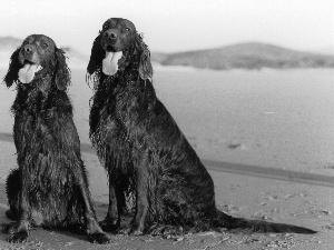 Irish Setters, Two cars, wet