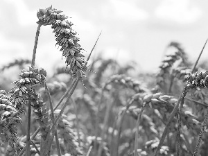 wheat, corn, Ears