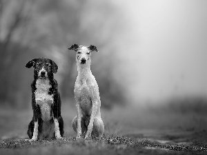 Whippet, car in the meadow, Dogs, mongrel, Two cars