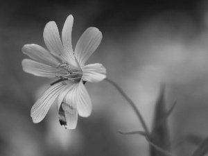 Colourfull Flowers, Cerastium Access field, White