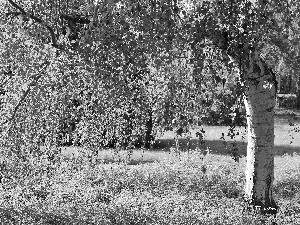 cork, birch-tree, White