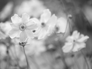 bloom, Anemones, Flowers, White