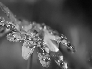 White, drops, Blue, background, Colourfull Flowers, rain