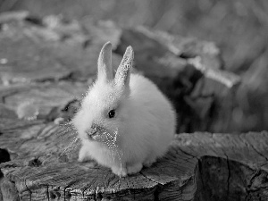 White, Bunny, trees, viewes, trunk
