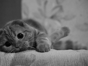 cat, look, White Bed, interest