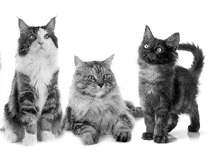four, Maine Coon, white background, cats