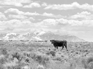 White, clouds, Cow, Mountains, Lonely