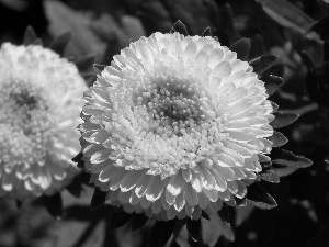 nature, Aster, White, Colourfull Flowers