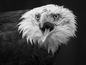 Brown, open, feather, American Bald Eagle, White, nose