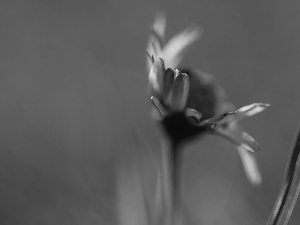 flakes, daisy, white and Pink