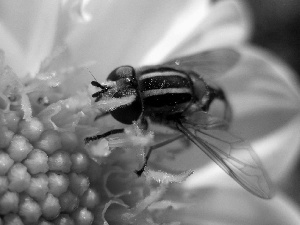 Colourfull Flowers, bee, White