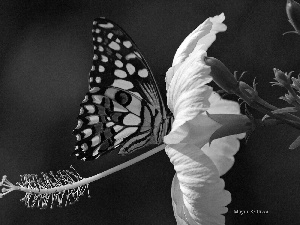 butterfly, Colourfull Flowers, hibiskus, White