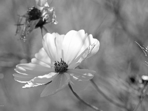 Colourfull Flowers, Cosmos, White