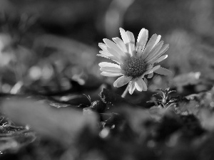 Colourfull Flowers, daisy, White