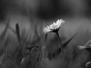 Colourfull Flowers, daisy, White