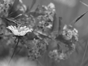 Colourfull Flowers, Daisy, White