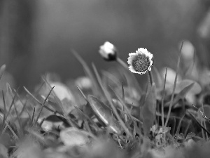 Colourfull Flowers, daisy, White