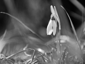 Colourfull Flowers, Snowdrop, White