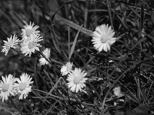 Flowers, daisies, grass, White