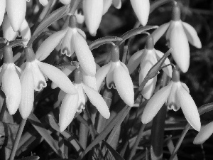 Flowers, snowdrops, Leaf, White