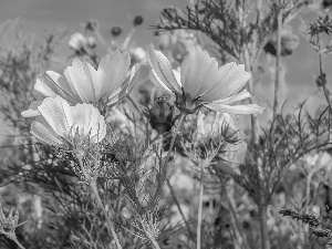 Flowers, Cosmos, Meadow, White