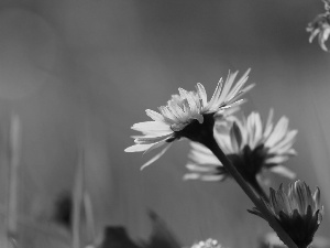 Flowers, daisies, white and Pink