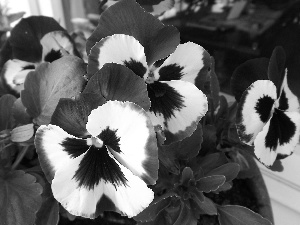 Flowers, purple, White, pansies