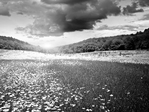 White, Flowers, sun, Meadow, west