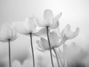 Flowers, Snowdrop Windflower, White