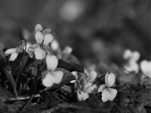 Flowers, fragrant violets, White