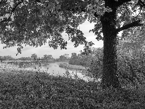 trees, autumn, grass, White frost, oak, River