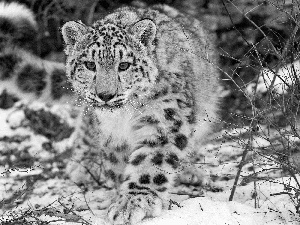 snow leopard, Black, White, winter