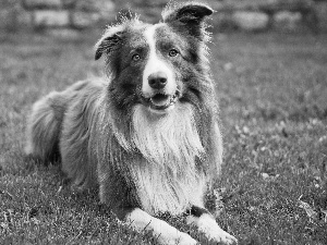 Lawn, brown, white Dog