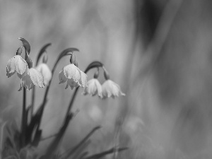 Leucojum, Flowers, Spring, White