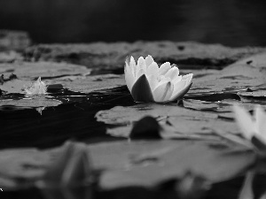 lilies, Nenufary, White, water