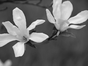 Flowers, Magnolia kobus, White