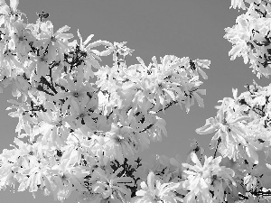 Magnolia, Flowers, Twigs, White
