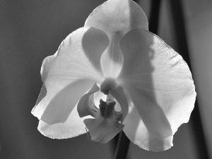 orchid, White