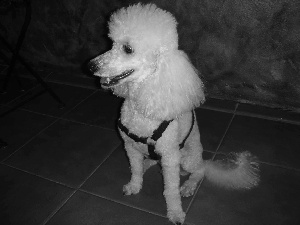 coat, Poodle average, White