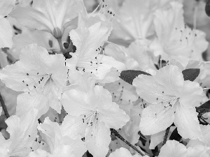 rhododendron, Flowers, azalea, White