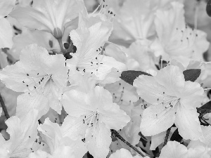 rhododendron, Flowers, azalea, White