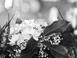 flowers, small bunch, white